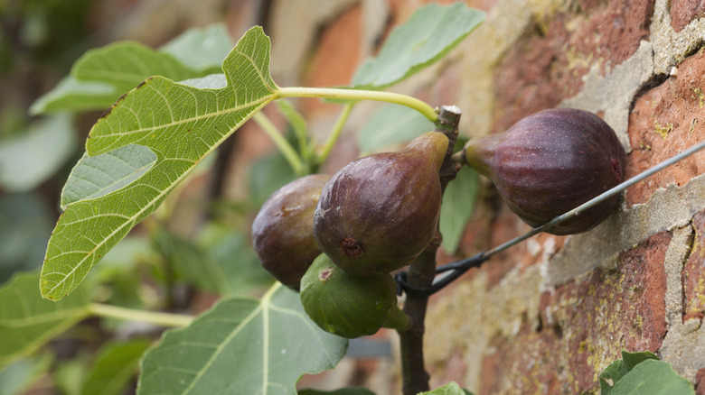 Fig tree growing against brick wall with three ripe and one unripe figs