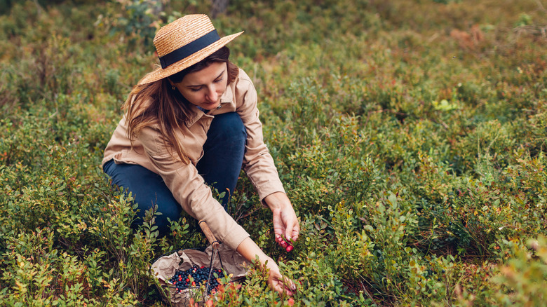 A woman foraging in a field in autumn