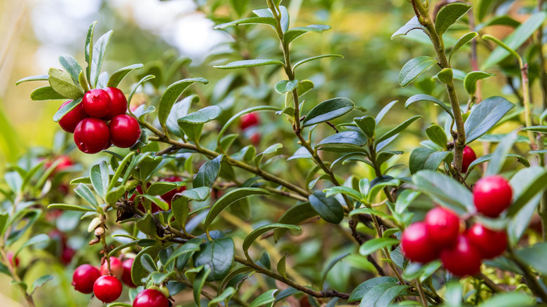 Ripe lingonberries growing on bush