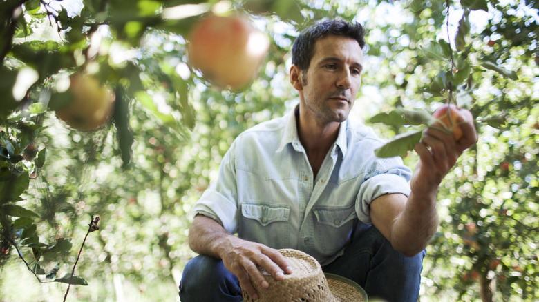 A crouching man holding a straw hat picks an apple in an orchard