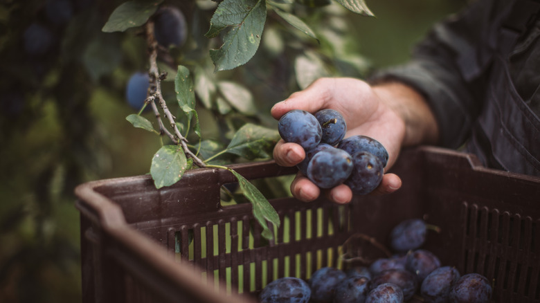 Hand picking plums from tree and placing in basket