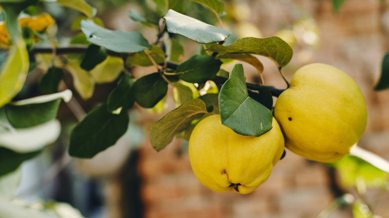Two quince fruits hanging from tree branch