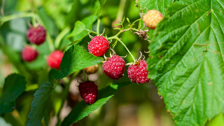Raspberries growing on bush
