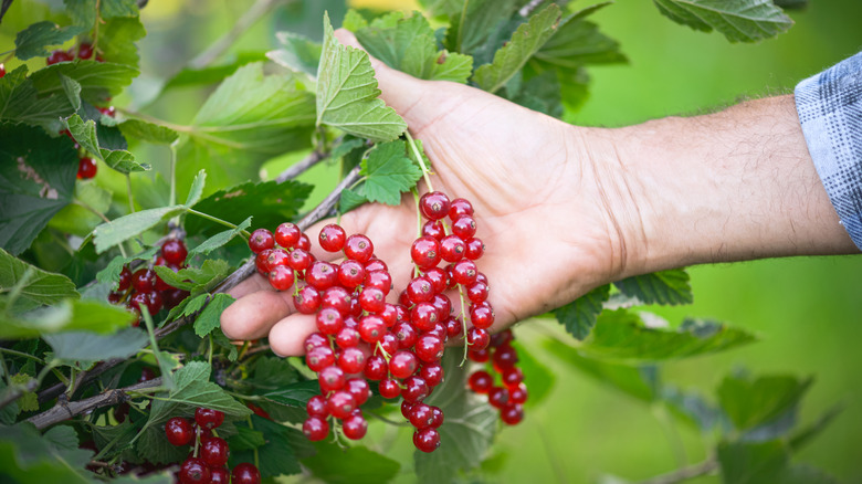 Hand picking red currants from bush
