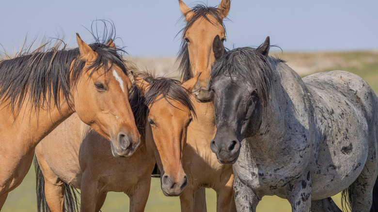Four horses in the Pryor Mountain Wild Horse Range in Montana.