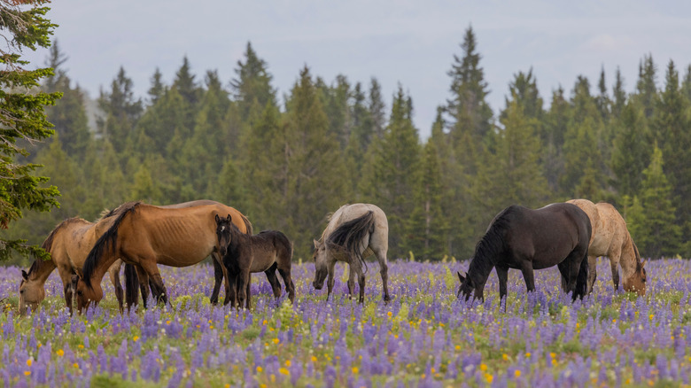 The Pryor Mountain wild horses grazing among wildflowers.