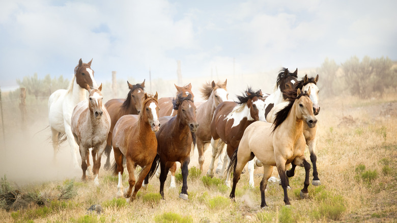 Wild horses galloping through grassland.