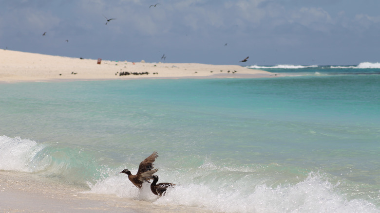 Laysan ducks in Hawaii