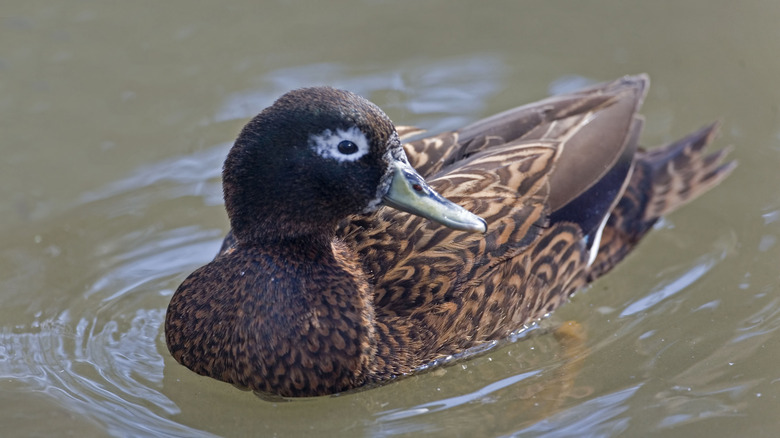 Laysan duck