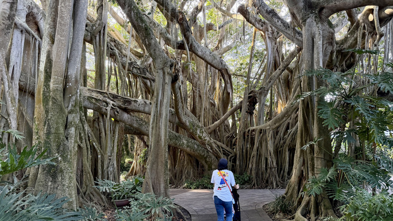 Banyan tree aerial roots Cypress Gardens