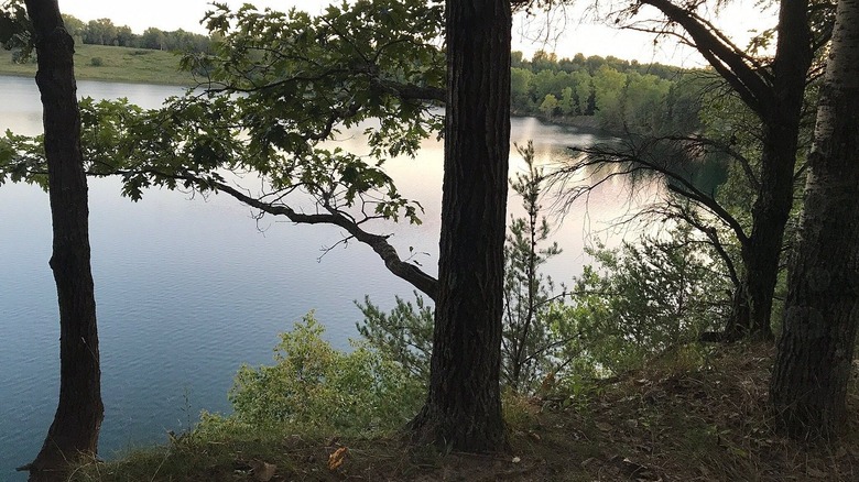 Trees on a high shoreline overlooking a lake