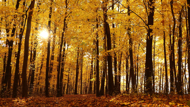 A forest of tall fall trees with bright yellow leaves