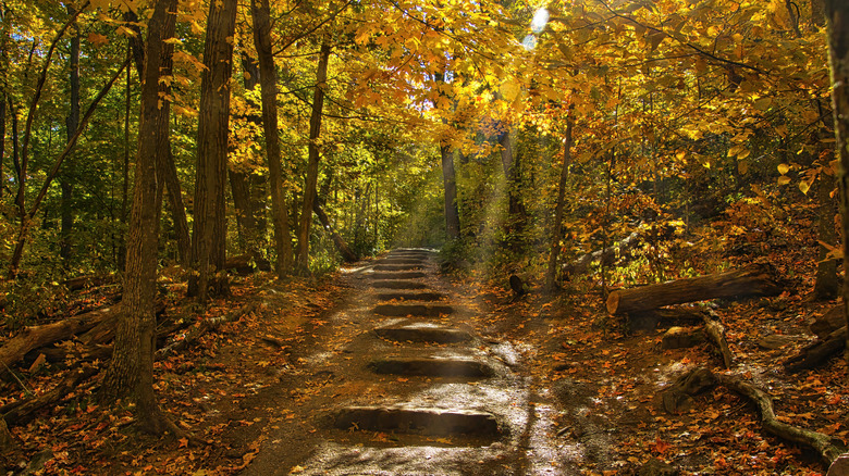 Path in a forest with fall trees