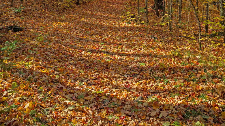 Path in a forest with fall trees
