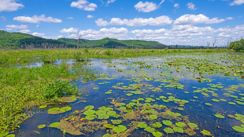 The wetlands along the Mississippi River in Trempealeau National Wildlife Refuge.