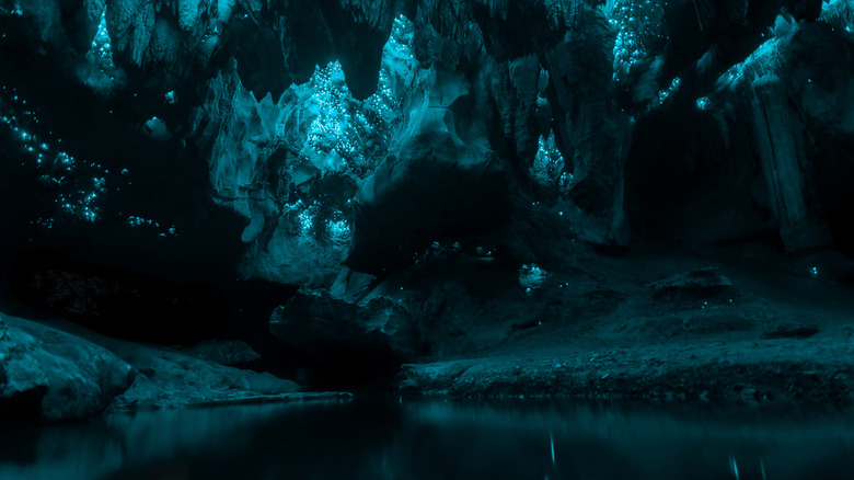 A bioluminescent area of the Waitomo Glowworm Caves in New Zealand