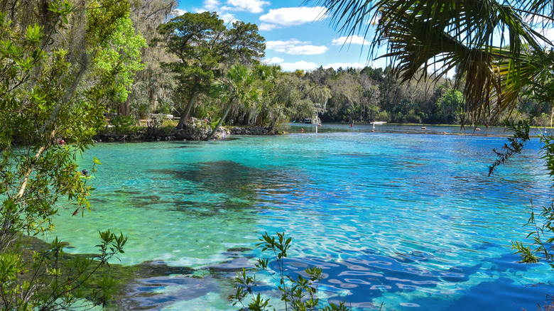 People visiting Ocala National Forest