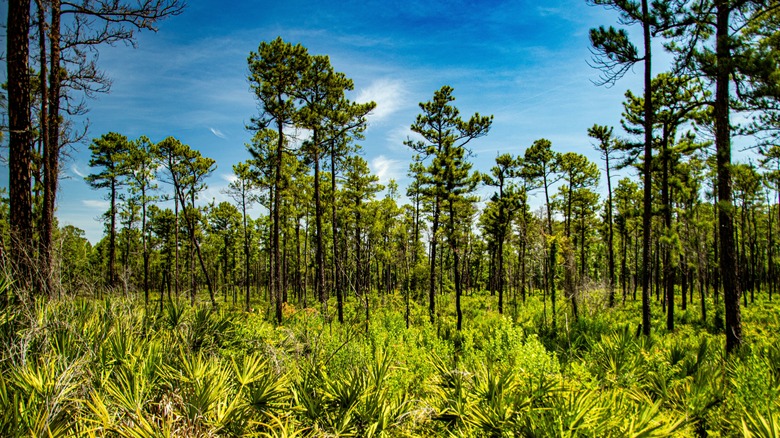 pine trees and green field in Ocala National Forest