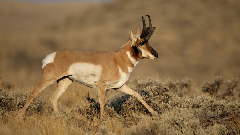 a pronghorn antelope in Buffalo Bill State Park