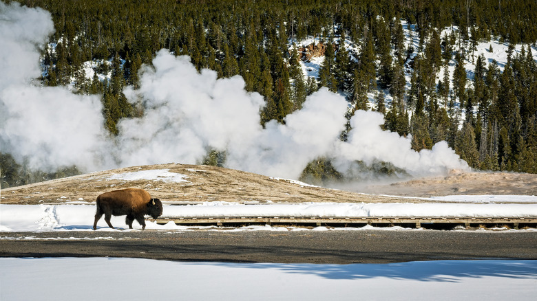 Bear walking in winter at Yellowstone National Park.