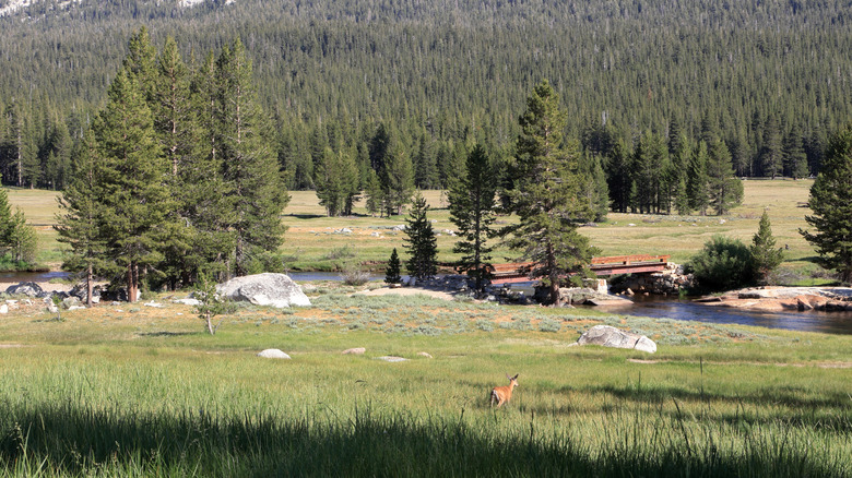 wildlife in Yosemite National Park meadow