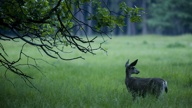 mule deer standing in green valley next to tree in Yosemite