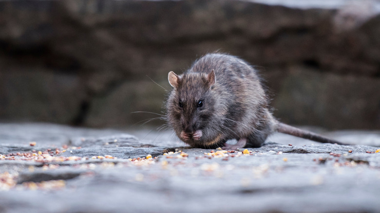 Rat in New York City 