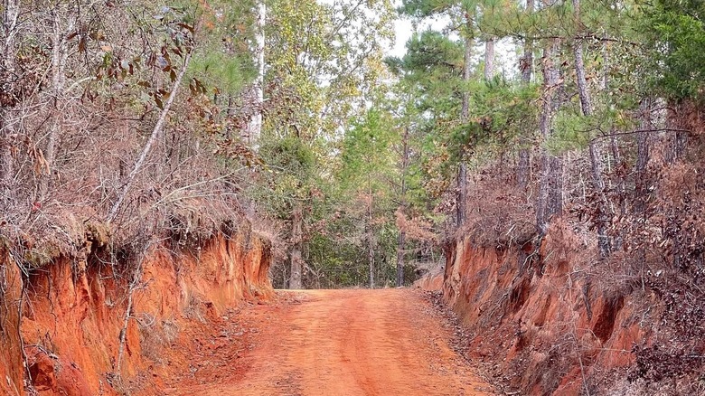 A dirt trail at Golden Memorial State Park in Mississippi