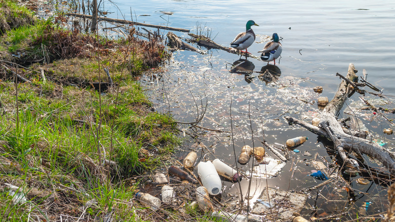Two ducks in the water near a polluted shoreline at a park in New Jersey